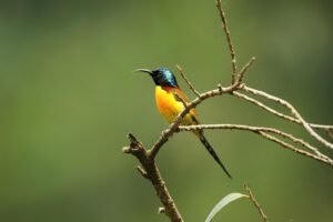 bird, ornithology, sunbird, hummingbird, nature, wildlife, animal, ave, sapsucker, sunbird, sunbird, sunbird, sunbird, sunbird, hummingbird